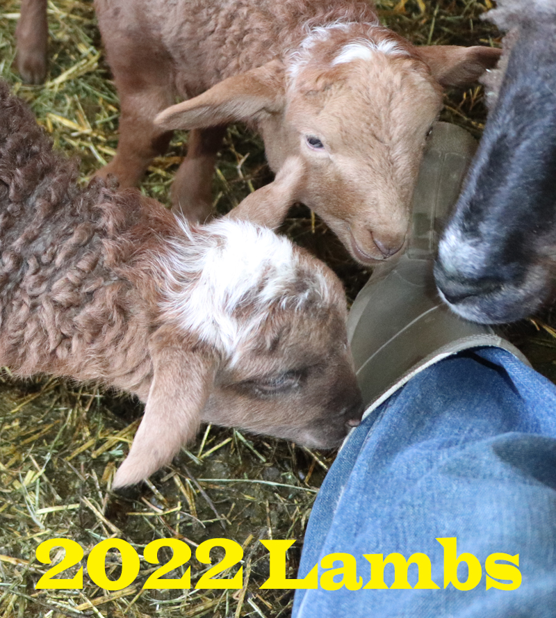 2020 Lamb Slideshow